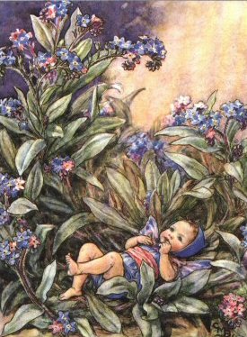 The Forget-Me-Not Fairy by Cicely Mary Barker
